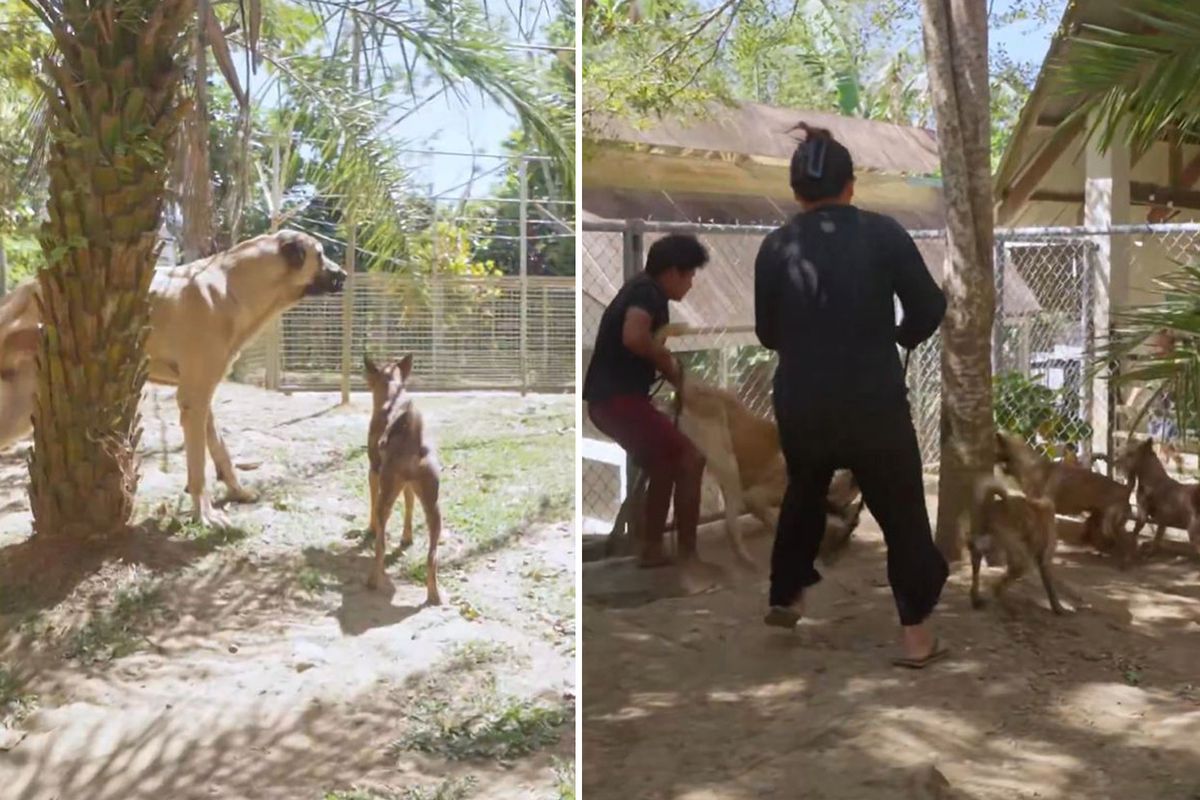 Filipinler’de Sivas kangalı sosyal medyada gündem oldu