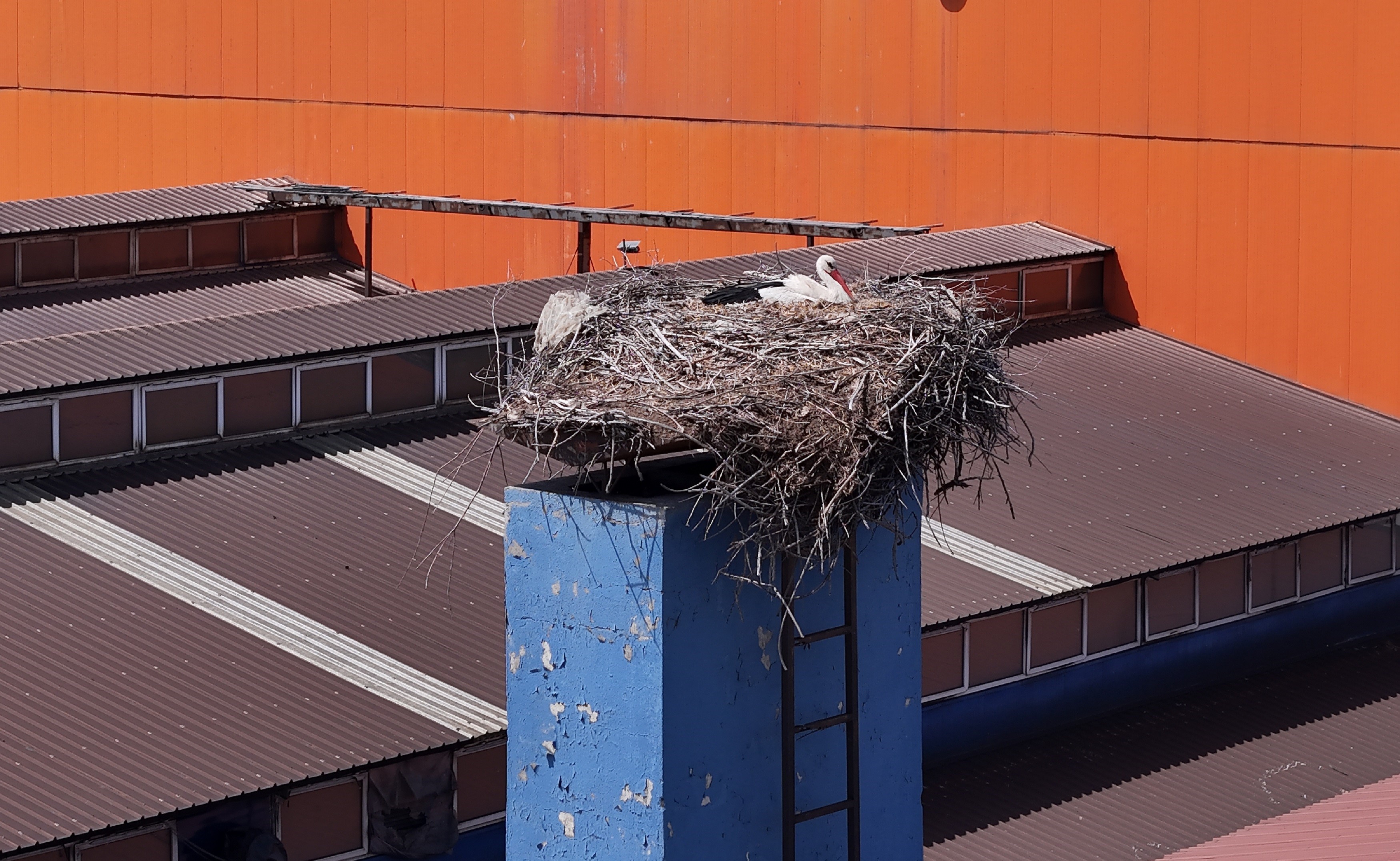 Sivas’taki fabrikada leylekler için özel hassasiyet