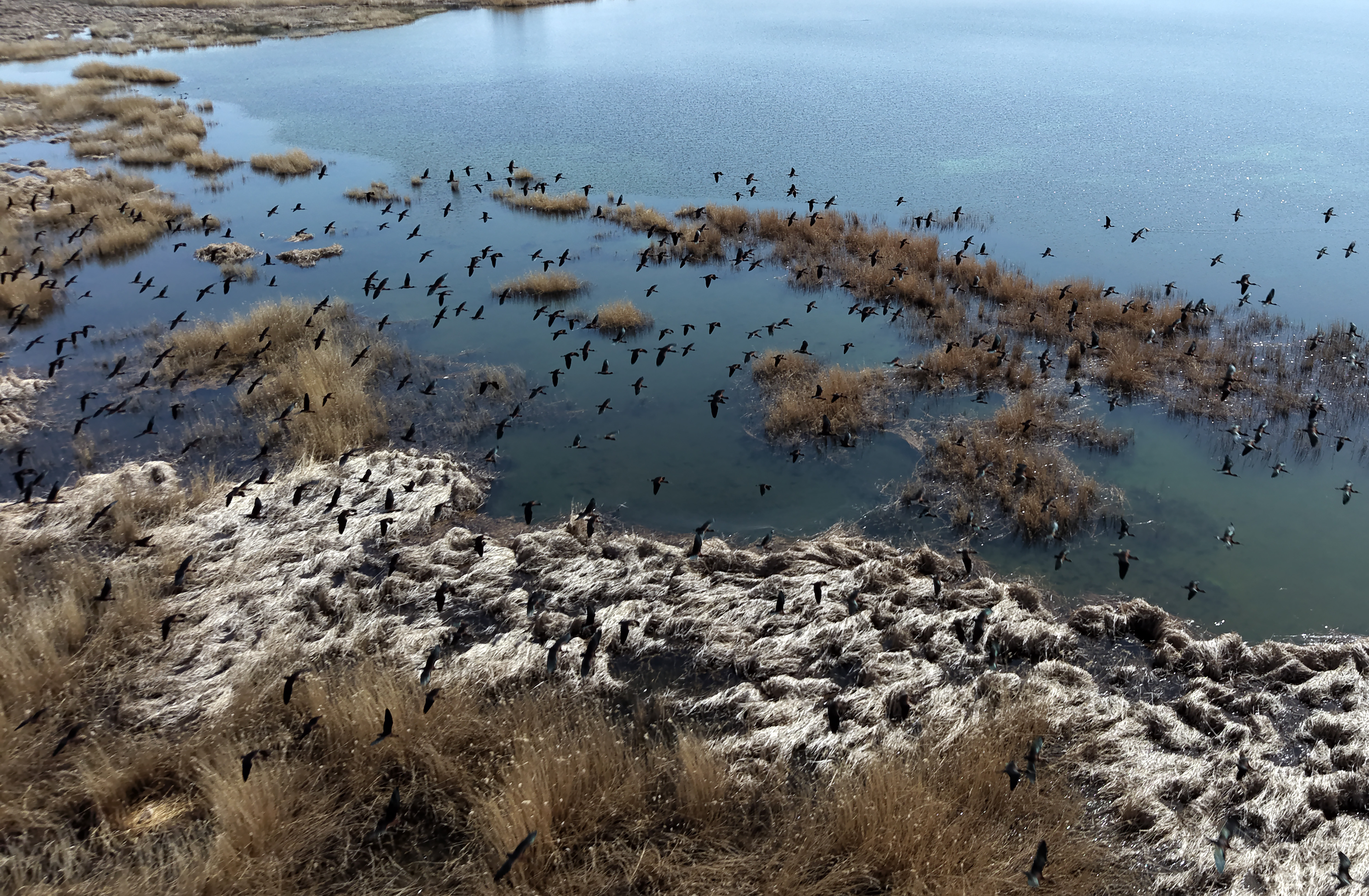 Sivas’ta oluşan sulak alanlar kuşlara yuva oldu