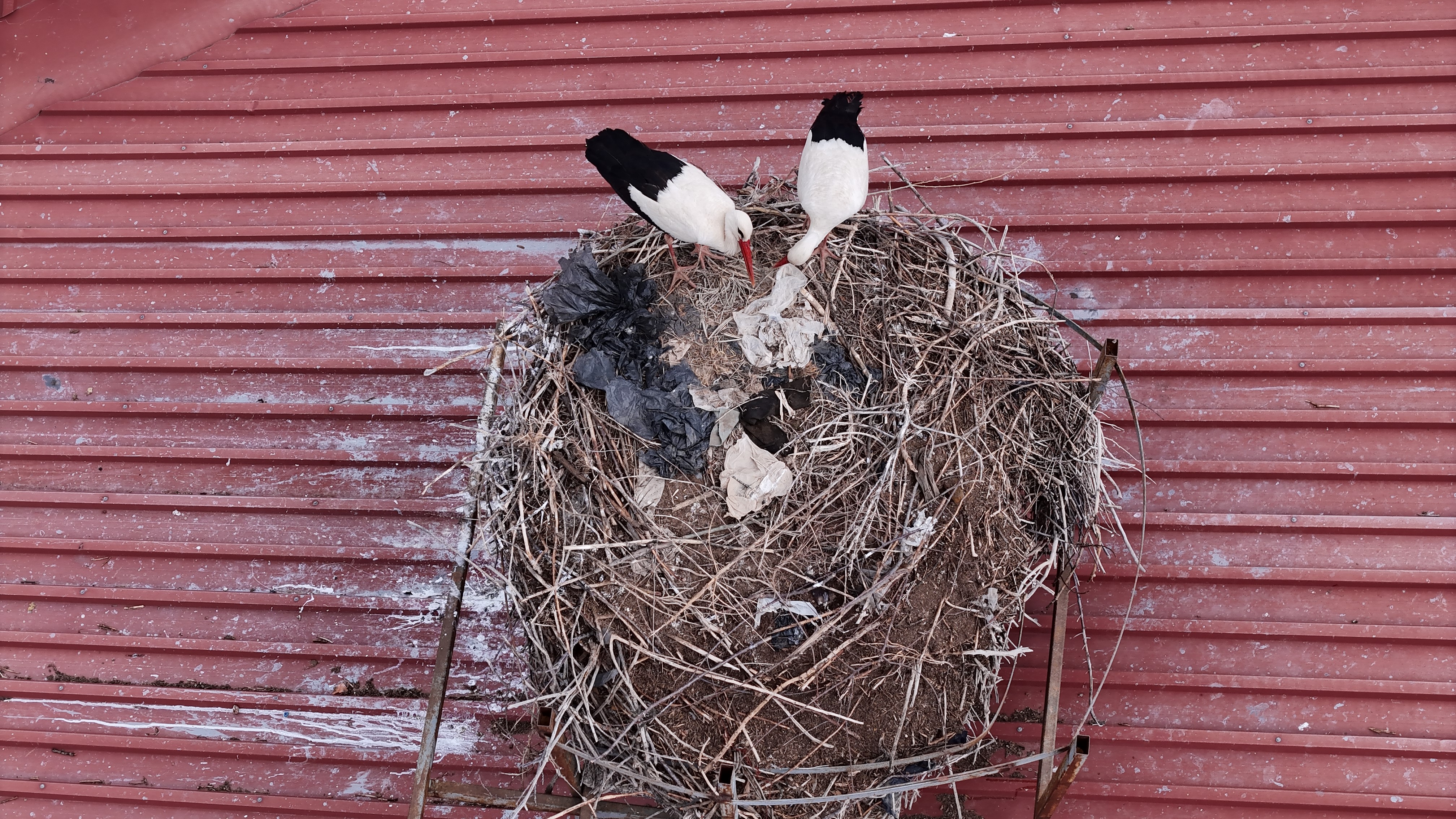Sivas’ın Leylekli okulunun misafirleri döndü, okula bahar geldi