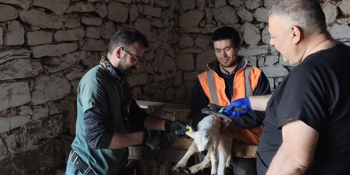 Sivas’ta Hayvancılığa Yakın Takip