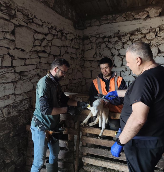 Sivas’ta Hayvancılığa Yakın Takip