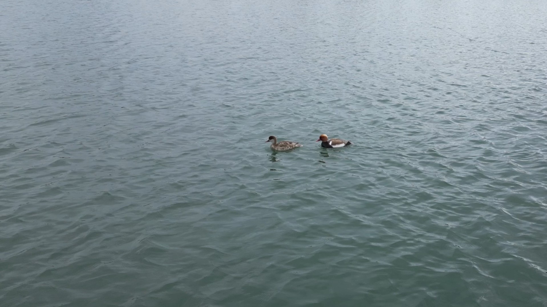 Sivas'ta nadir kuş türü 'elmabaşlar' için yuva seferberliği
