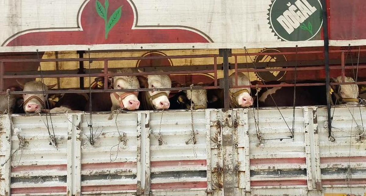 Sivas’ta hayvan taşıyana sertifika şartı!