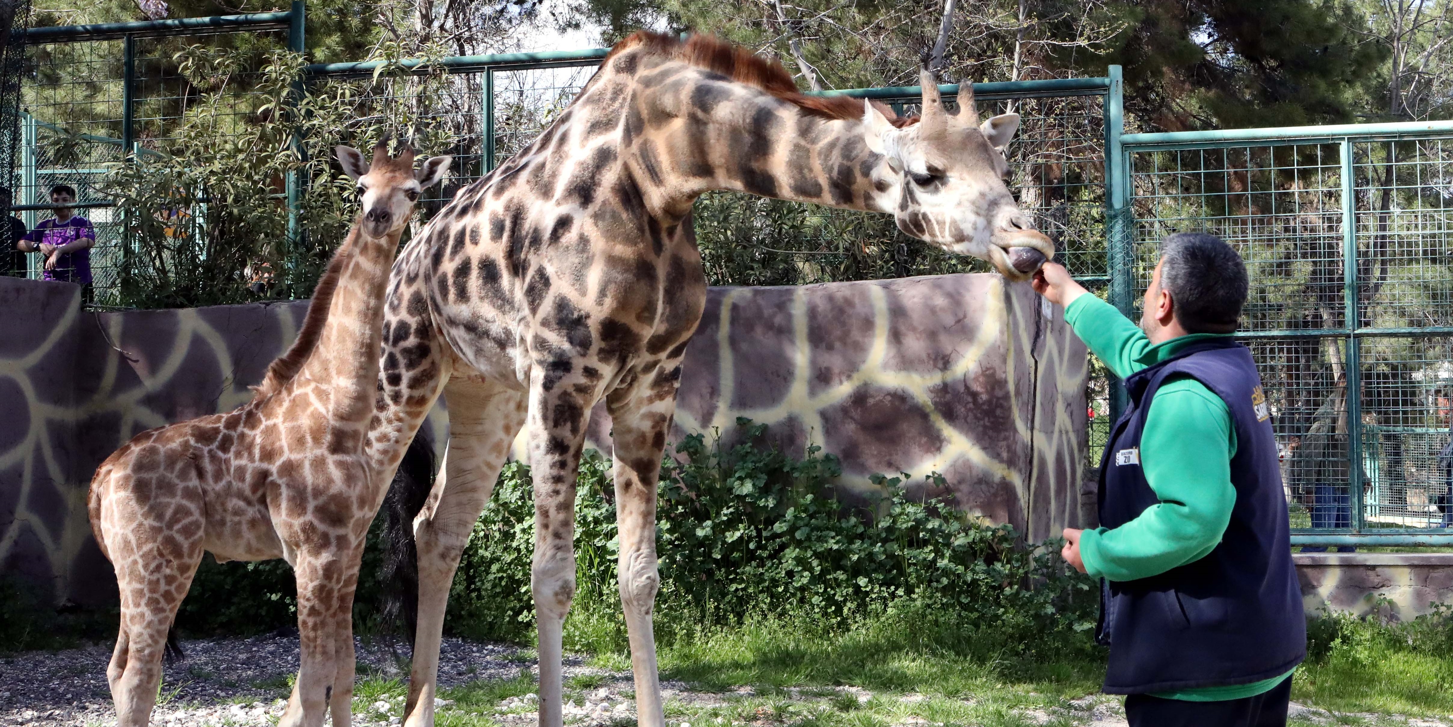 Türkiye’de doğan ilk zürafanın ismi anketle belli olacak