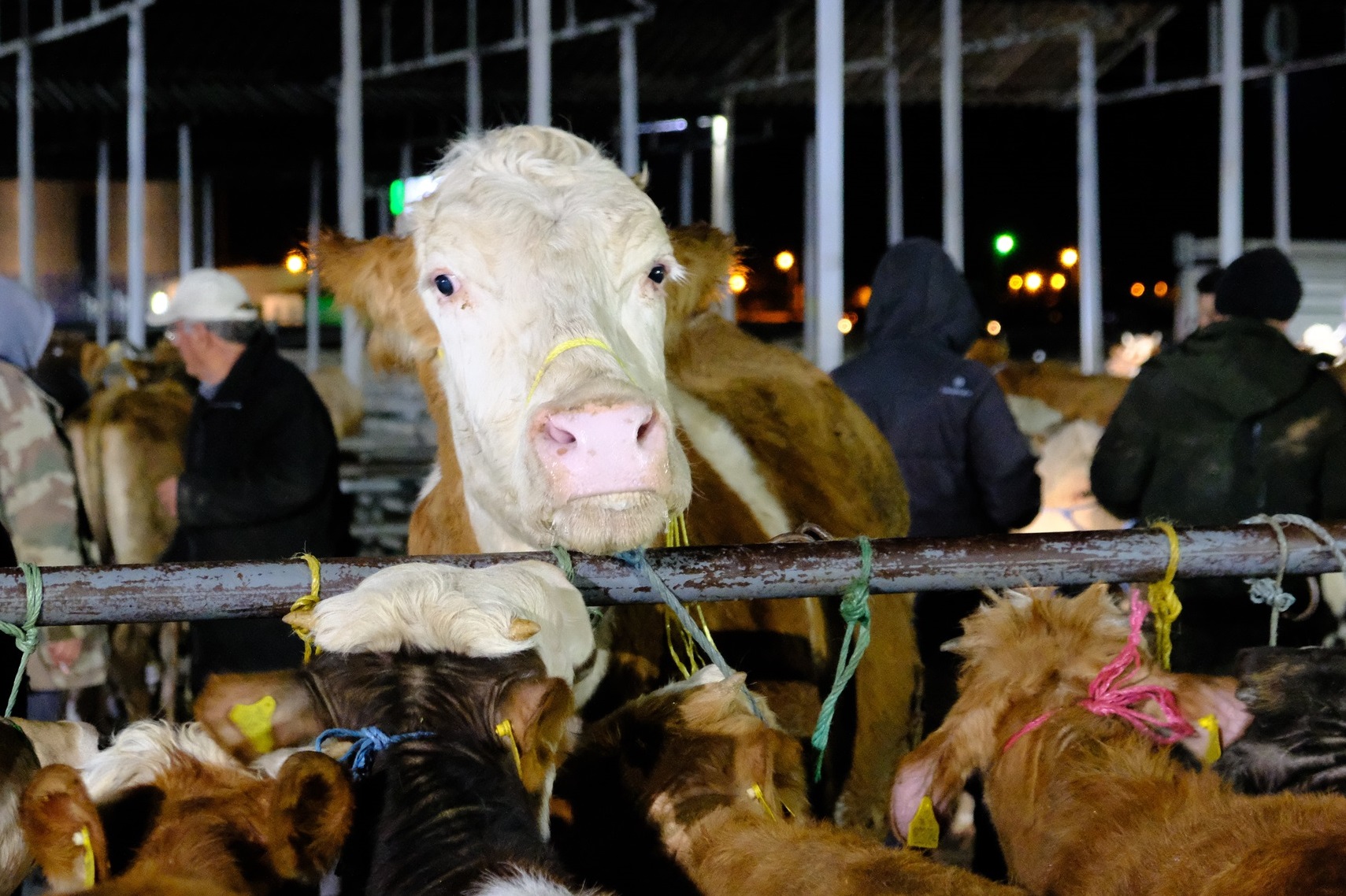 Sivas'ta kurban pazarı bayram öncesi hareketlendi