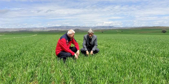Kar ve yağışların ardından Sivas’ta tarım arazilerinde inceleme