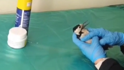 Sivas’ta bitkin bulunan ağaçkakan özgürlüğüne kavuştu