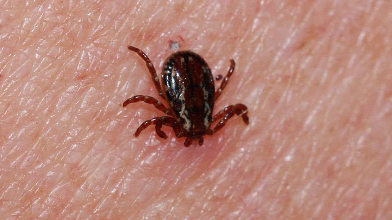 Sivas’ta kene tehlikesi büyüyor! KKKA vakalarına karşı uyarı