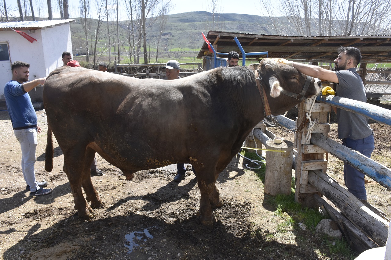 Sivas’ta 1 ton 180 kiloluk Poyraz'a rekor fiyat