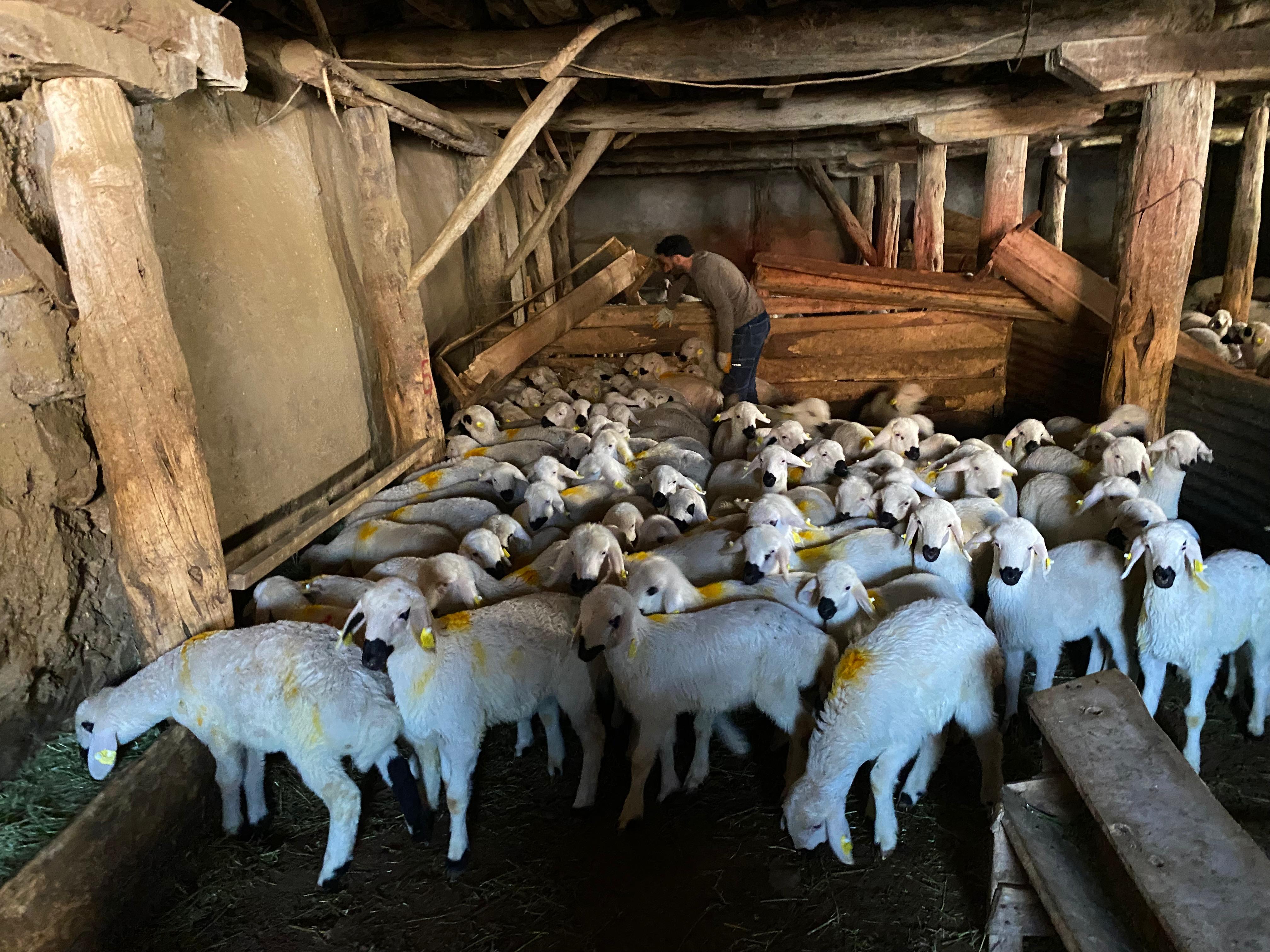 Sivas’ta küçükbaş hayvanlara aşı ve küpeleme
