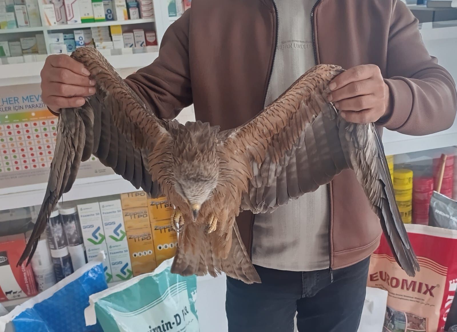 Sivas’ta yaralı Kızıl Şahin kurtarıldı