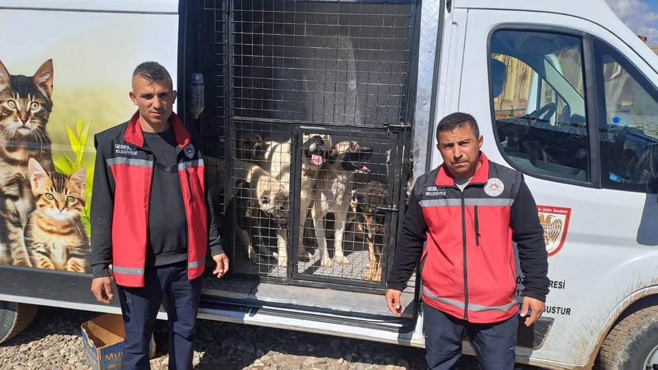 Sivas'ta sahipsiz hayvanlar koruma altına alınıyor
