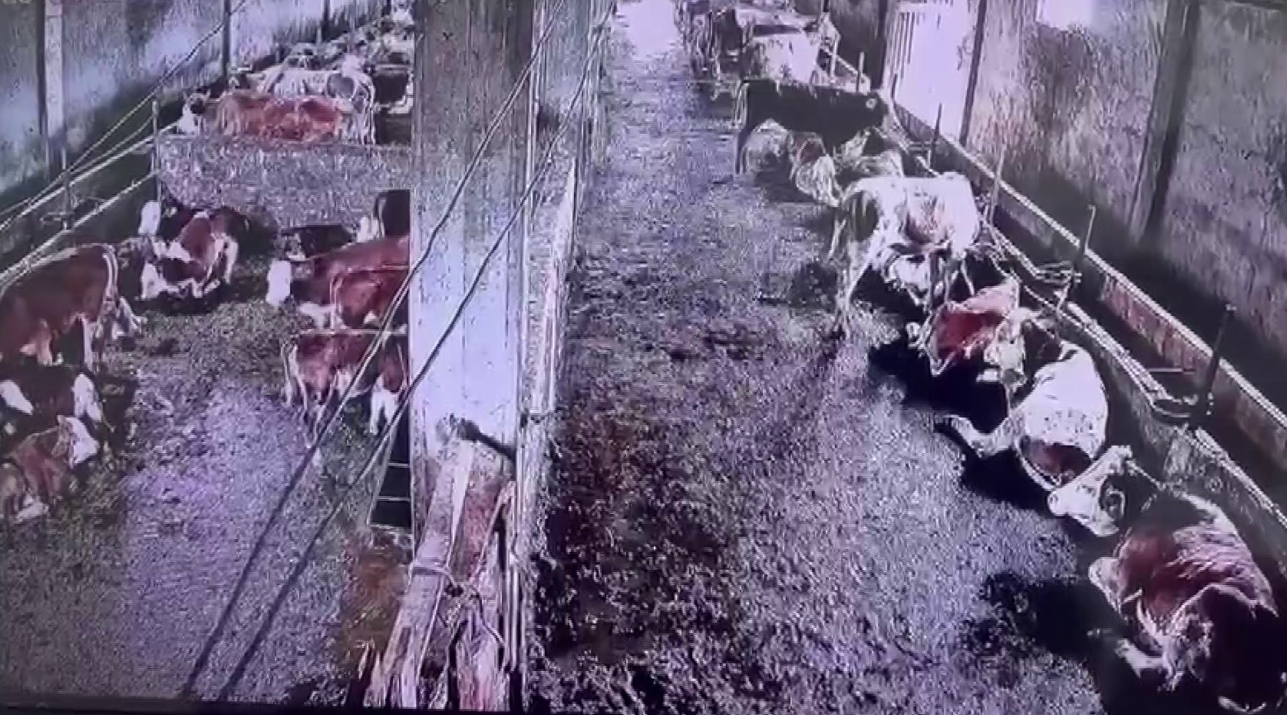 Sivas’ta depremde hayvanların tepkisi dikkat çekti