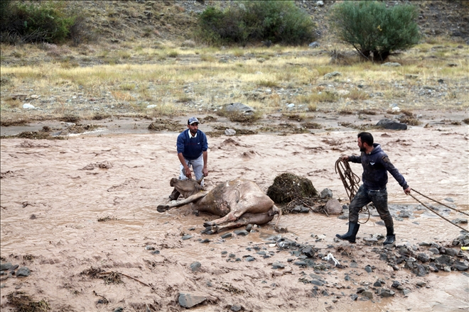 SELEN KAPILAN İNEK SEFERBER OLDULAR