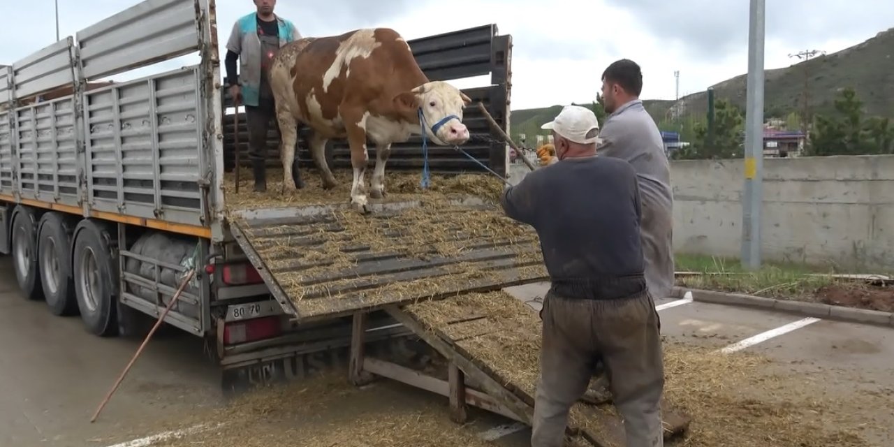 Sivas'ta kurbanlıklar görücüye çıktı