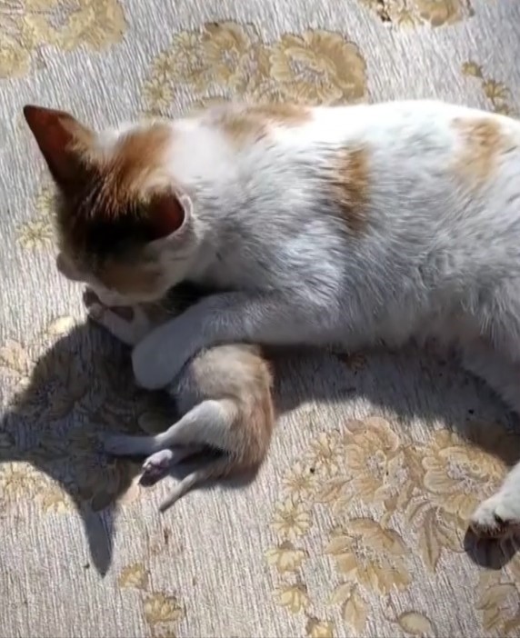 Sivas’ta anne kedi ölen yavrusunu hayata döndürmeye çalıştı