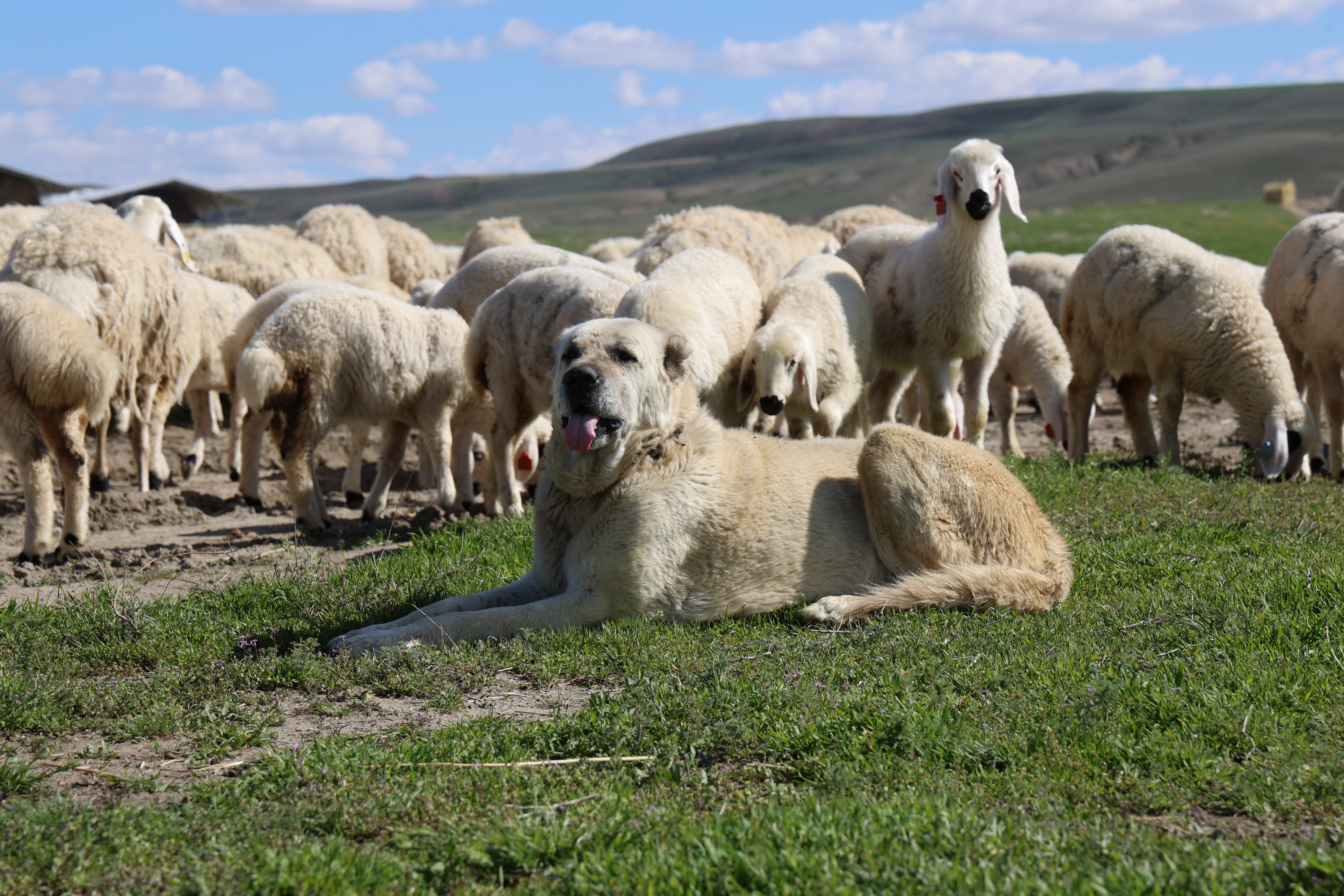 Sivas’ta hayvan varlığında azalma