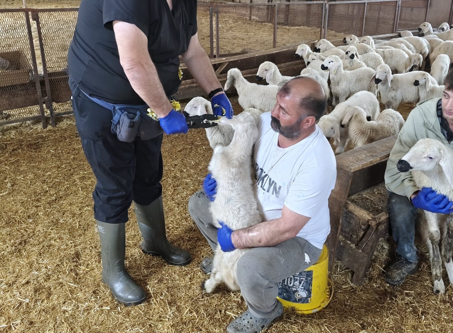 Sivas’ta sürü sağlığı için aşılama seferberliği