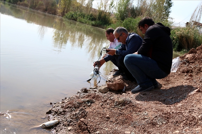 KIZILIRMAK´TA BALIK ÖLÜMLERİ