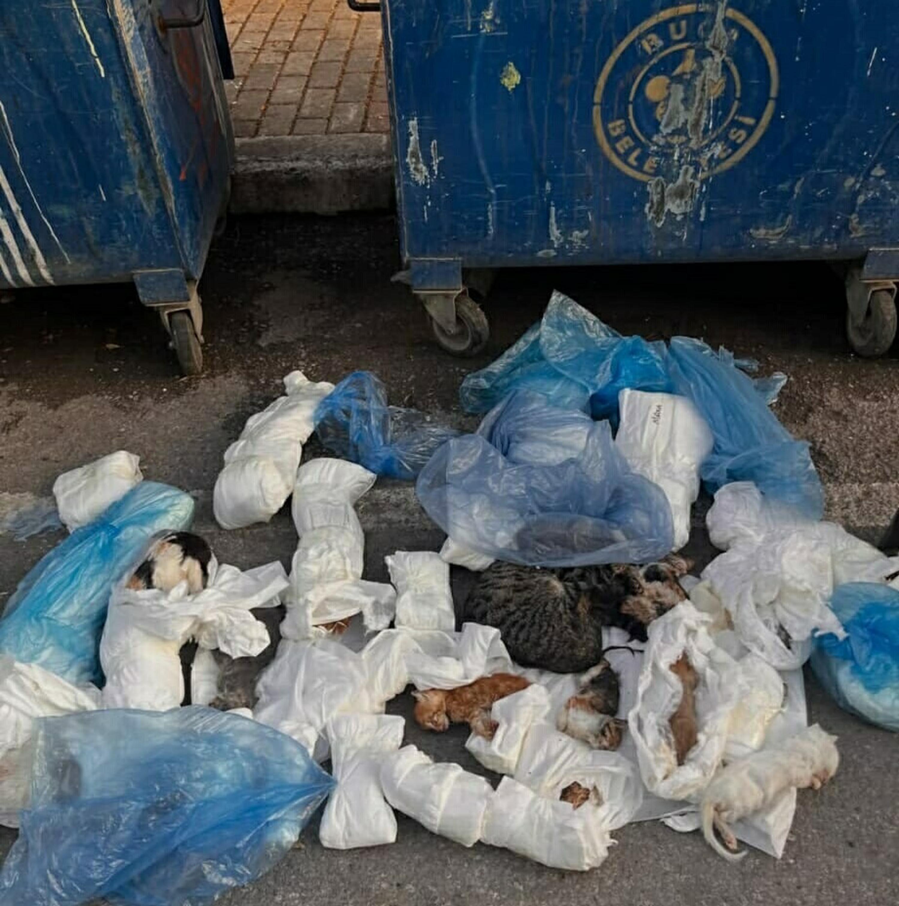 33 ölü kedi bulundu, veteriner gözaltına alındı