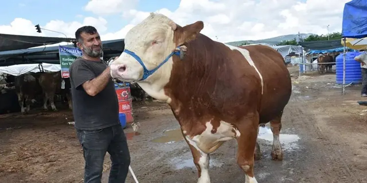 Kurban pazarının en büyüğü 'Haso Ağa' satıldı