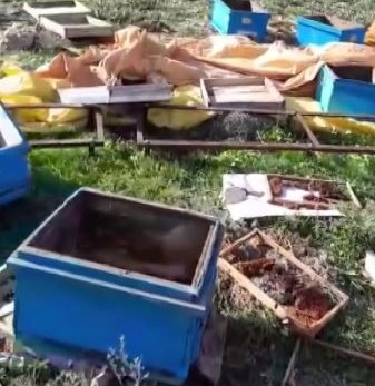 Sivas'ta arı kovanlarına ayı saldırısı