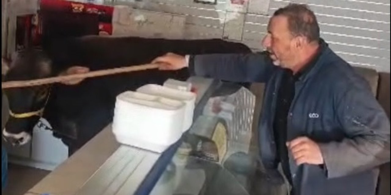 Sivas'ta kaçan kurbanlık lokantaya girdi
