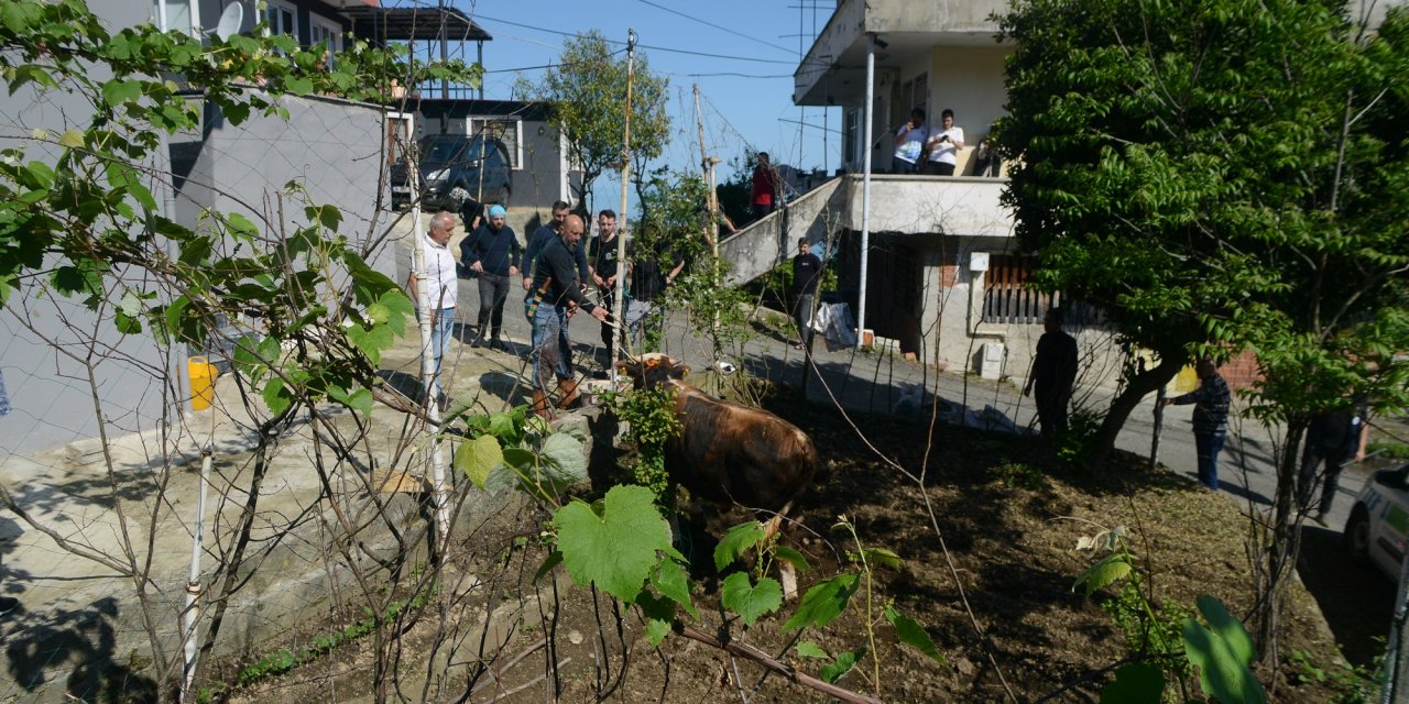Kaçan kurbanlık boğa sahiplerine zor anlar yaşattı