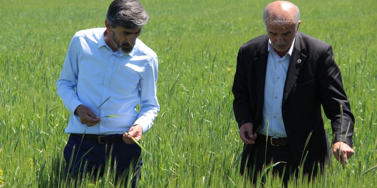 Sivas Ziraat Odası Başkanı Çetindağ: Hububat fiyatları revize edilmeli