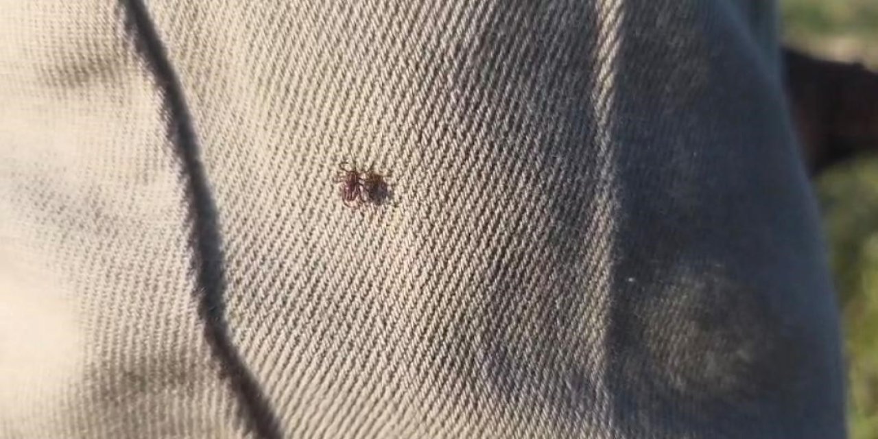 Keneye karşı uyarırken üzerinde kene gezdi