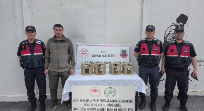 Sivas’ta el konulan 4 keklik özgürlüğüne kavuştu