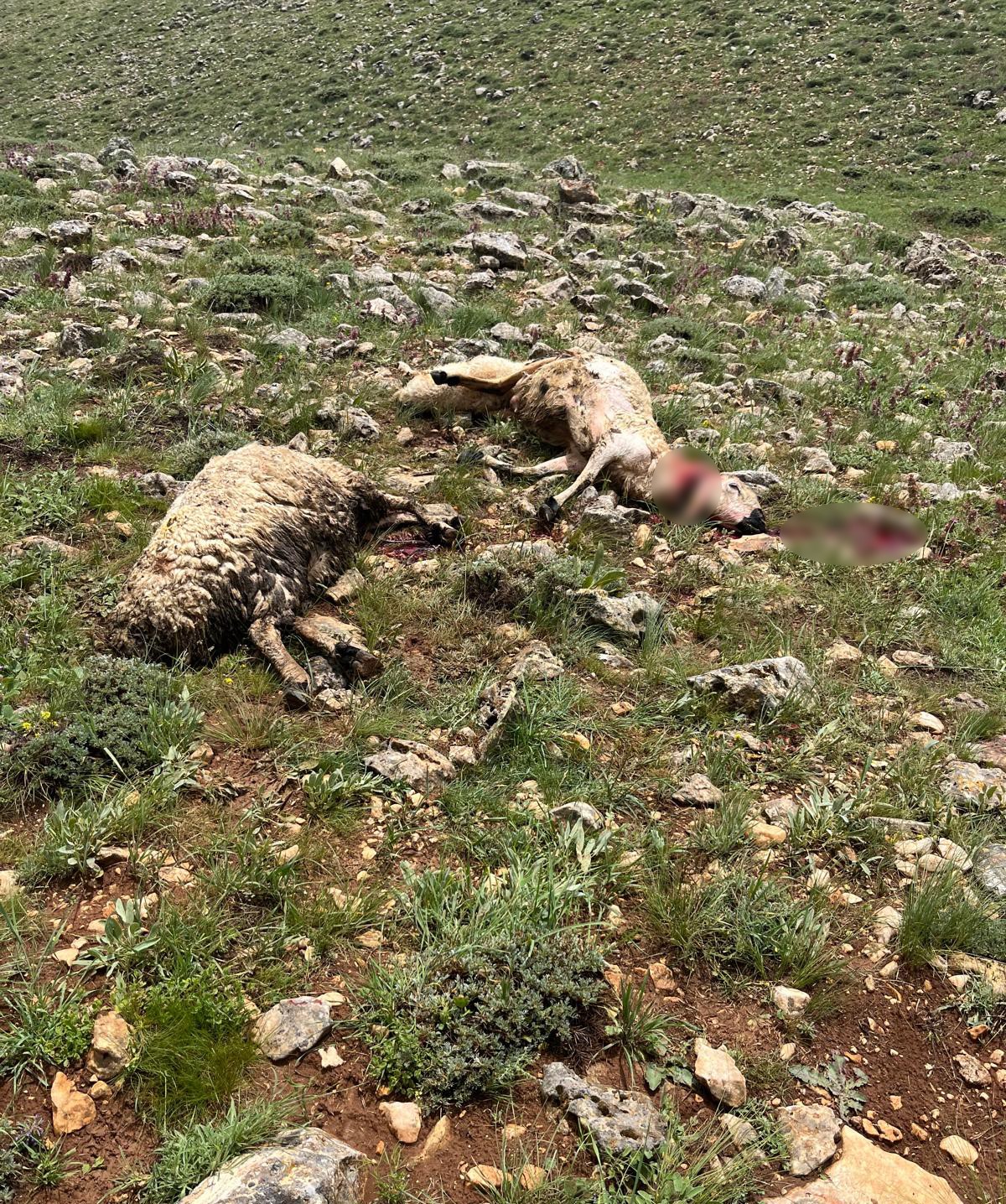 Sivas'ta yıldırım sürünün ortasına düştü, 5 koyun telef oldu