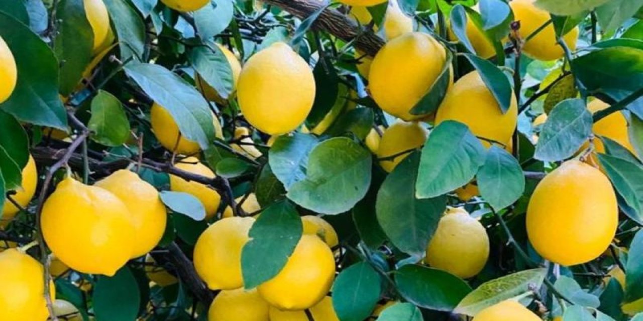 4 ayda 195 milyon dolarlık limon ihracatı