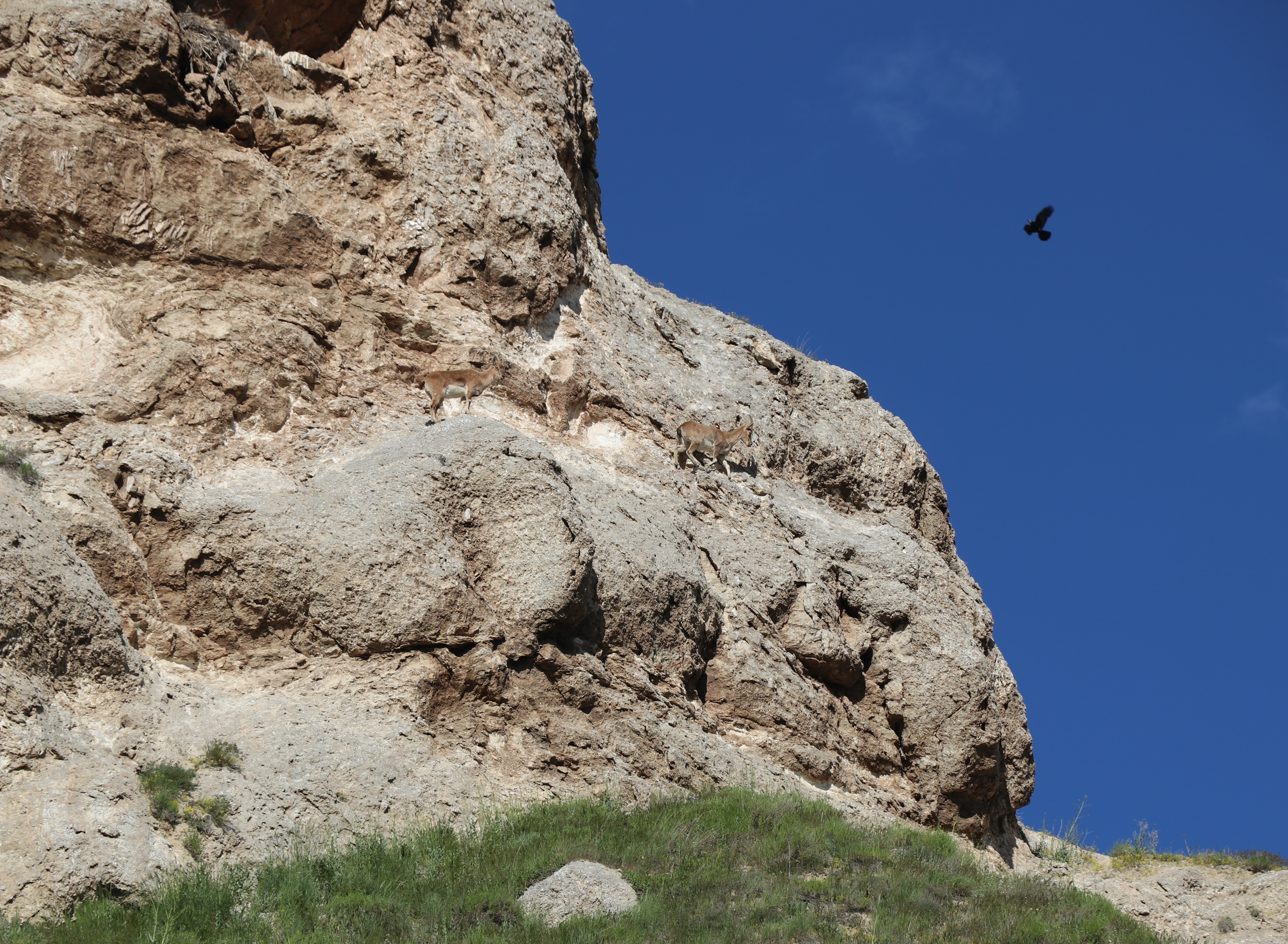 Sivas’ta dağ keçileri adeta şov yaptı