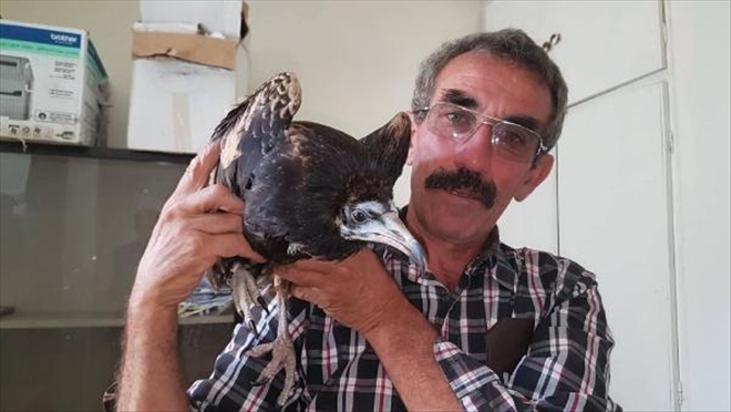 KANADI KIRIK AKBABA TEDAVİ EDİLECEK