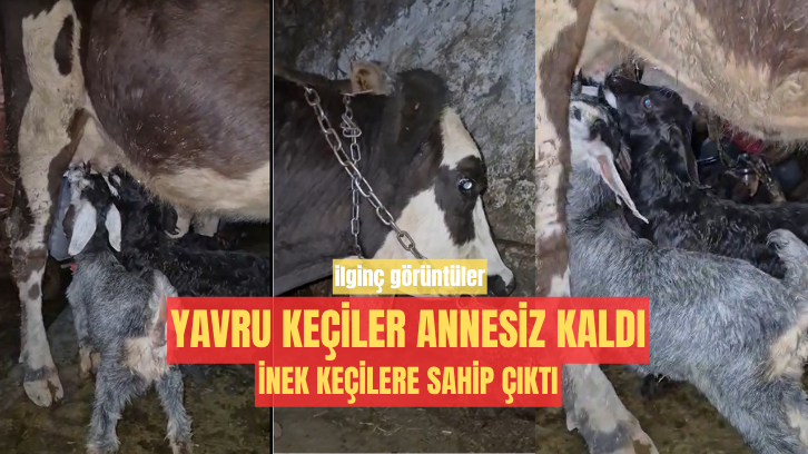 Sivas'ta annesi ölen keçilere inek sahip çıktı