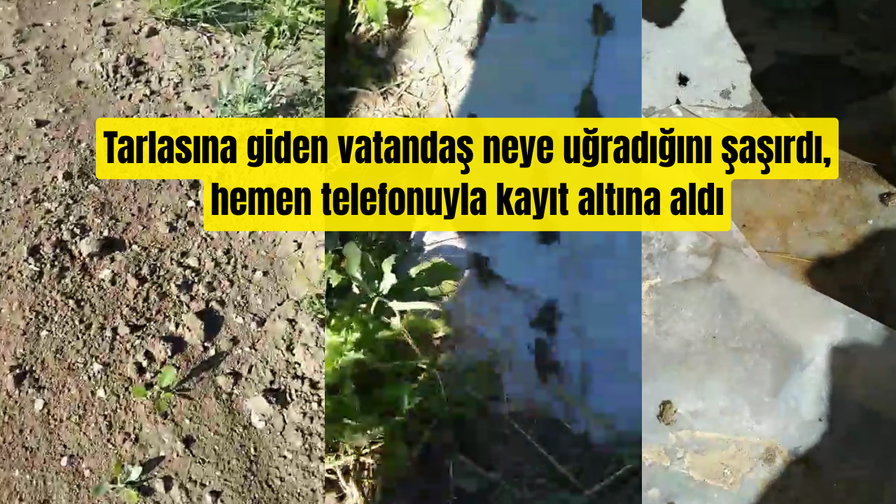 Sivas’ta tarlada akılalmaz görüntü, onlarca kurbağa tarlayı bastı