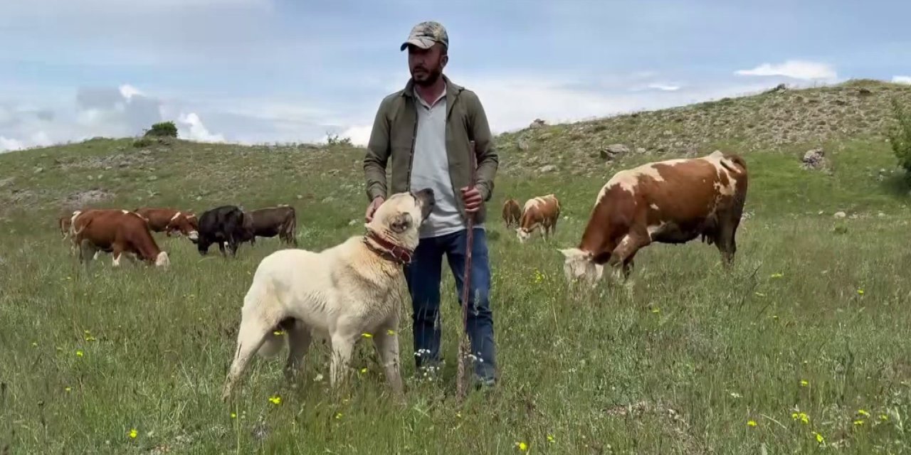 Kangal köpekleri domuz sürüsüne geçit vermedi