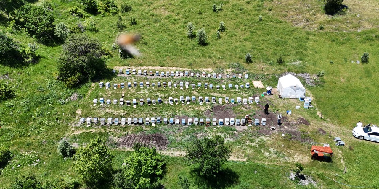 Sivas’ta bal üretiminde rekor bekleniyor