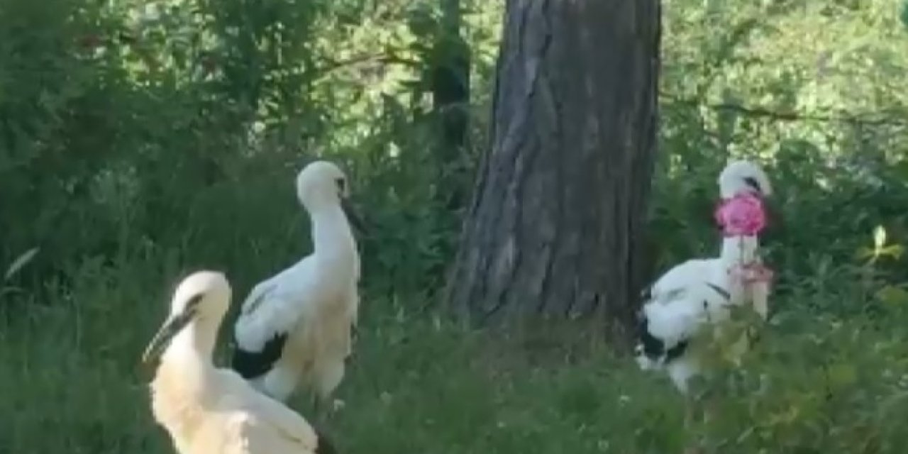 Sivas'ta aç kalan yavru leylekler koruma altına alındı