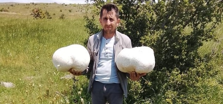 Sivas’ta 20 kiloluk dev mantar buldu