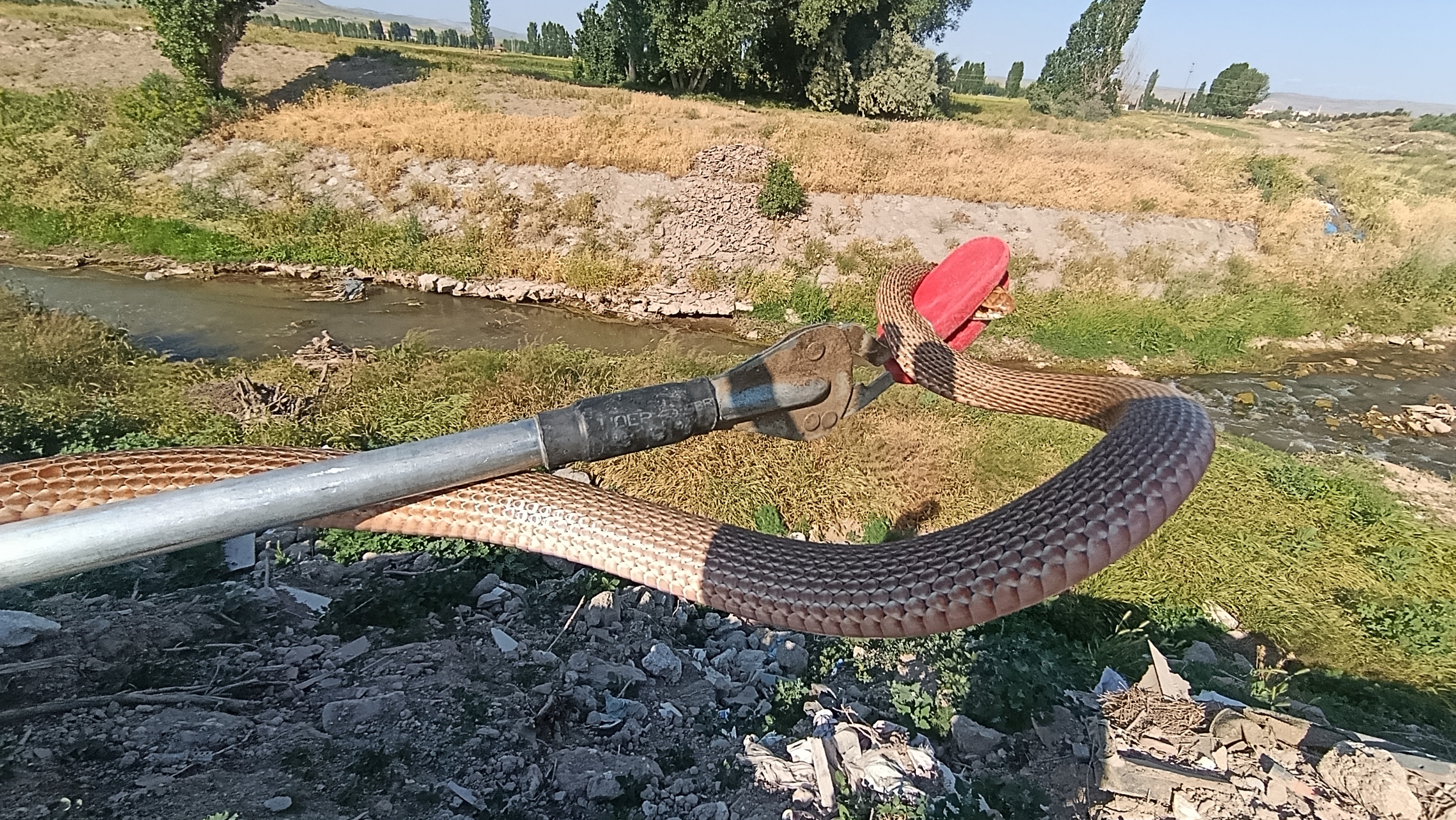 Sivas'ta yılan alarmı