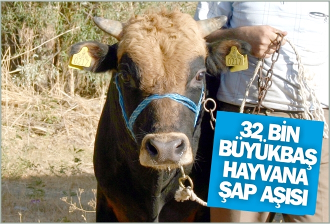 32 BİN BÜYÜKBAŞ HAYVANA ŞAP AŞISI