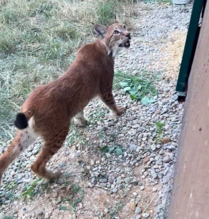 Sınır kapısında vaşak ile Serval kedisi ele geçirildi