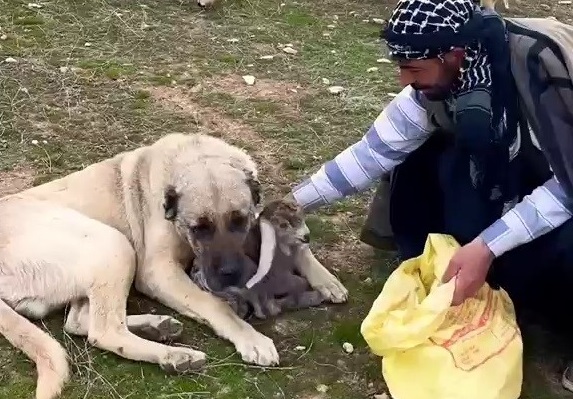 Kangalın kuzu şefkati yürekleri ısıttı