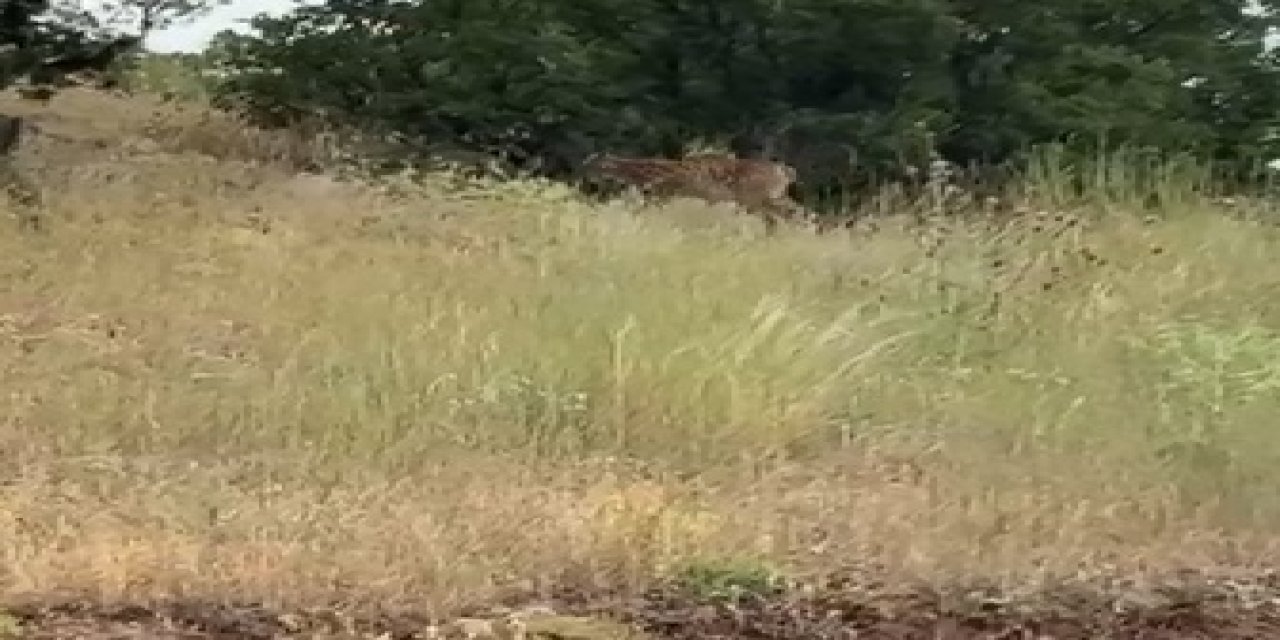 Sivas'ta 'ormanın hayaleti' vaşak görüntülendi