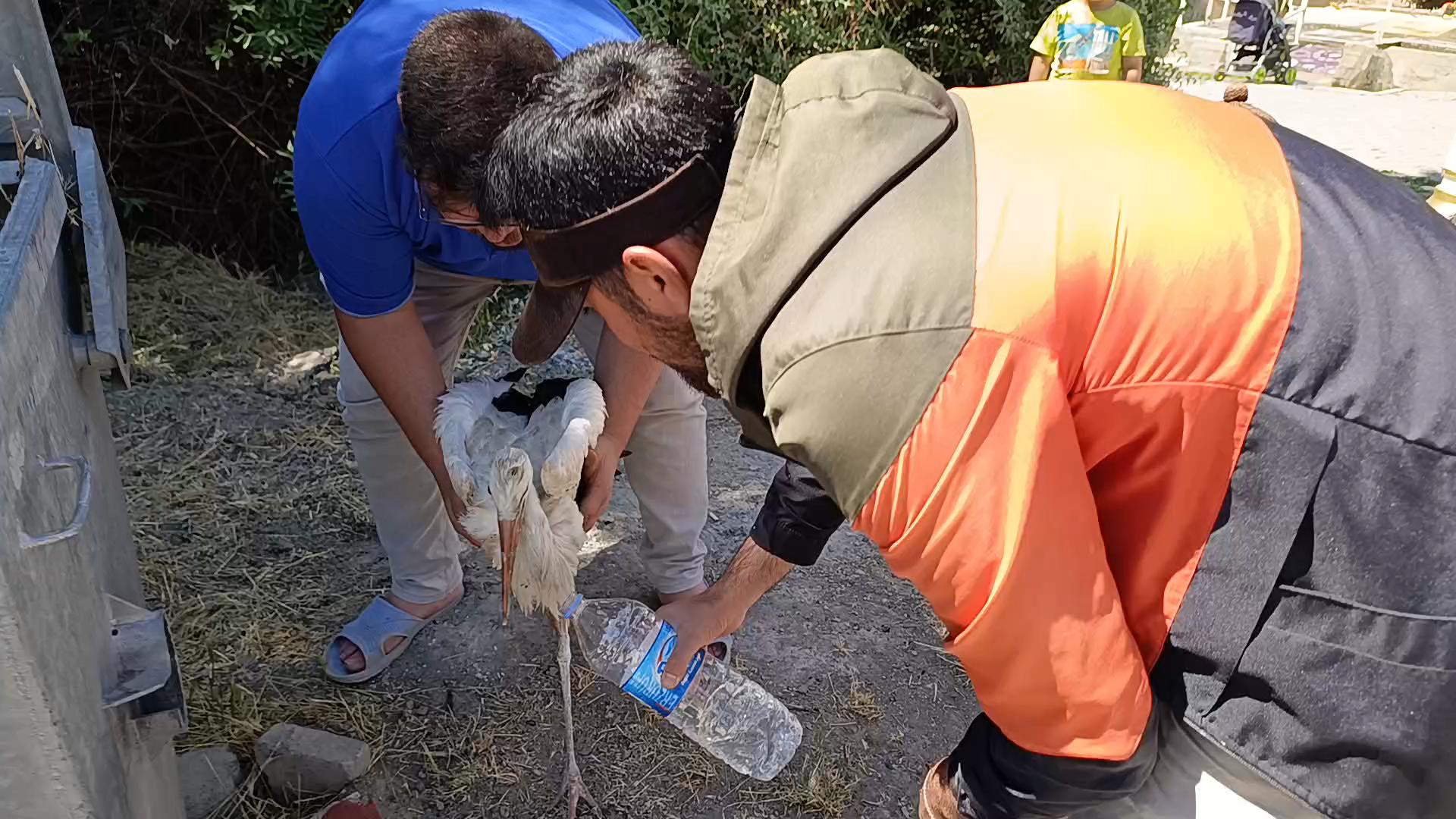 Sivas'ta leylek yavrusu için seferberlik