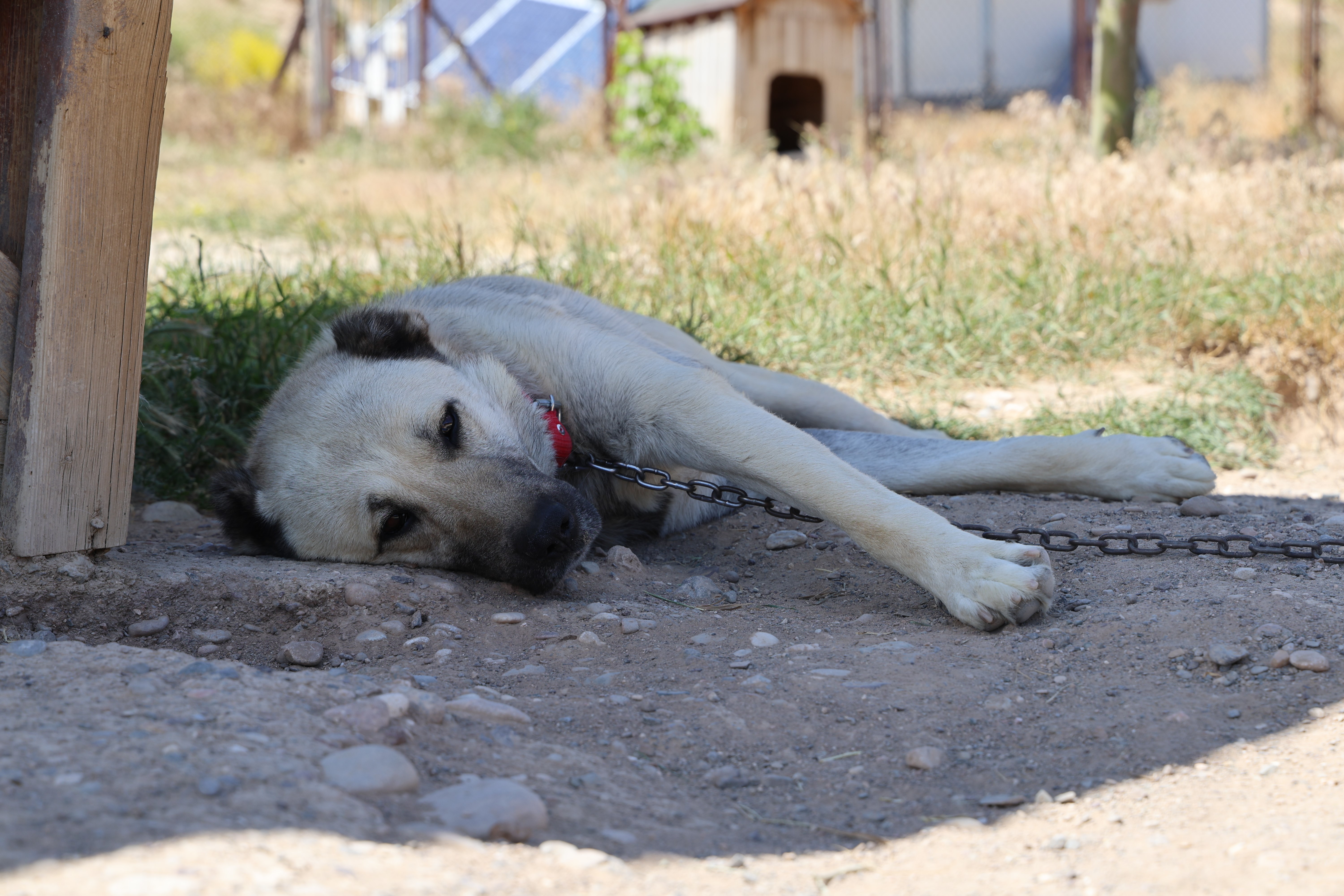 Sıcak hava Kangal köpeklerini miskinleştiriyor