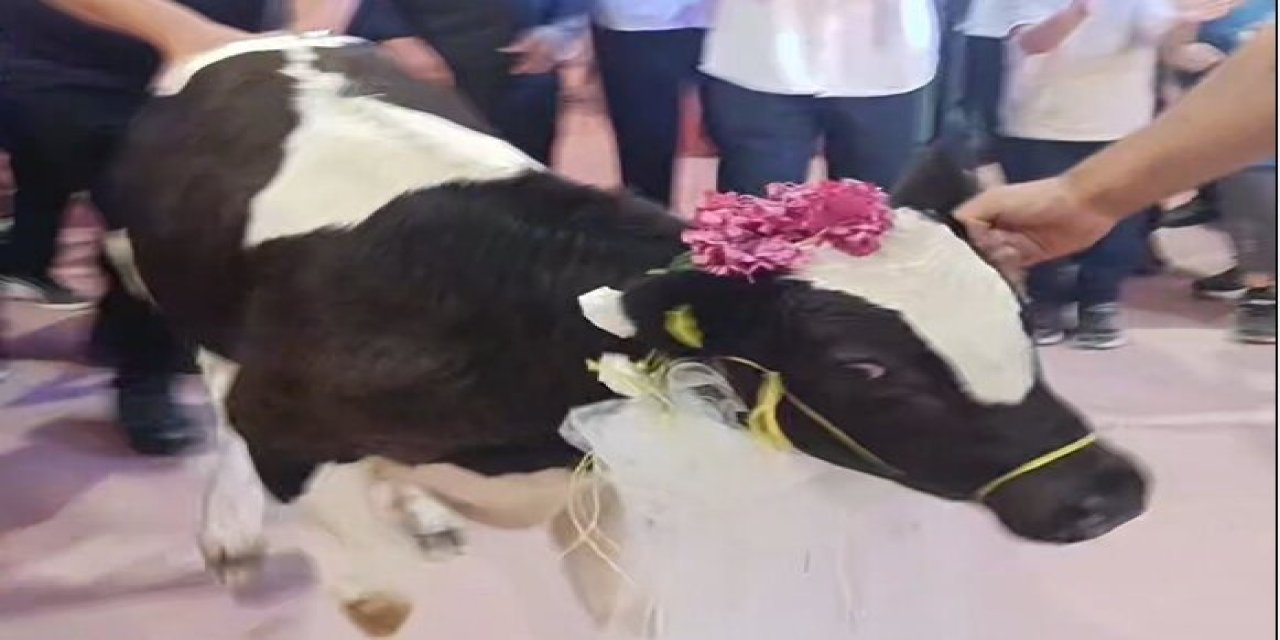 Takı töreninde damada dana